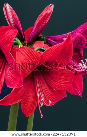 Noisy white pollen on red petals. Beautiful Red Amaryllis flowers. Amaryllis blossom. Hippeastrum red blossoms, closeup