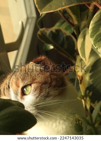 Cat with big green cats eyes. Adorable cat withe nice eyes, wearing clothes over white background, white background,nice eyes,cat withe,adorable 