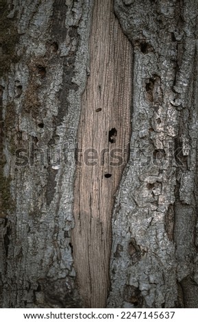 A picture of a pattern on a tree.