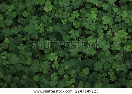 st. patrick's green background grass leaves ireland spring Royalty-Free Stock Photo #2247149123