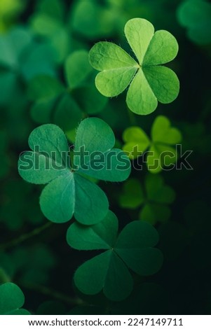 Green clover leaf isolated on dark background. with three-leaved shamrocks. St. Patrick's day holiday symbol.