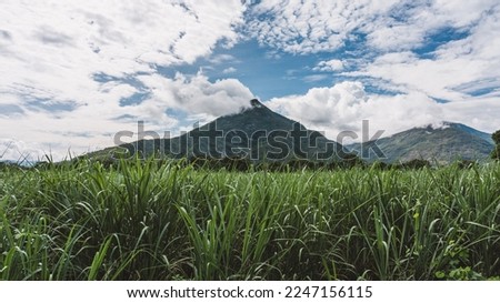 Walsh's Pyramid in Cairns with Sugar Cane in foreground and blue sky and mystic clouds in background