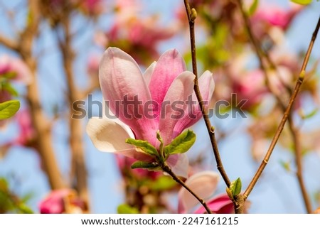 Magnolia in full bloom in the park