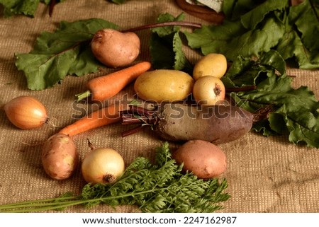 The picture shows a crop of vegetables, table red carrots with green tops, potato tubers, onions, and beets.