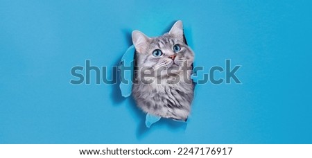 Funny gray kitten with beautiful big eyes on trendy blue background. Lovely fluffy cat climbs out of hole in colored background. Wide angle horizontal wallpaper or web banner. Free space for text. Royalty-Free Stock Photo #2247176917