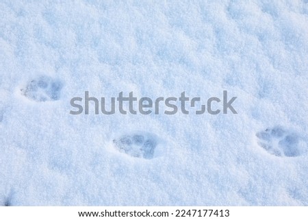 Animal trails on snow outdoors. Winter season