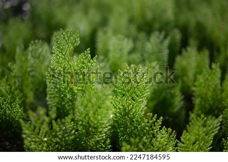Closeup of Chinese thuja leaves. Sunlit oriental arborvitae foliage after rain. Green coniferous leaves background. Water drops on of Platycladus orientalis backlit by warm sunshine of golden hour. Royalty-Free Stock Photo #2247184595