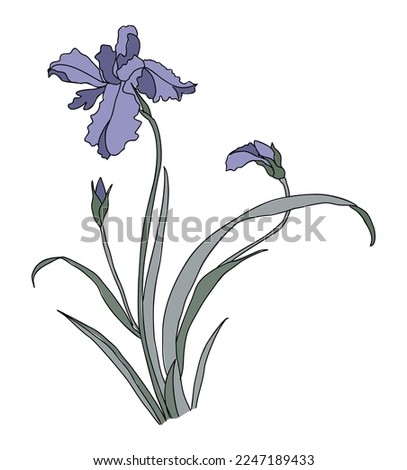 Iris February birth month flower colorful vector illustration. Modern minimalist hand drawn design for logo, tattoo, packaging, card, wall art, poster. Colored line art isolated on white background