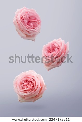 Falling pink rose isolated on grey background, clipping path, full depth of field. Ready for design. High quality pictures, real shot Royalty-Free Stock Photo #2247192511