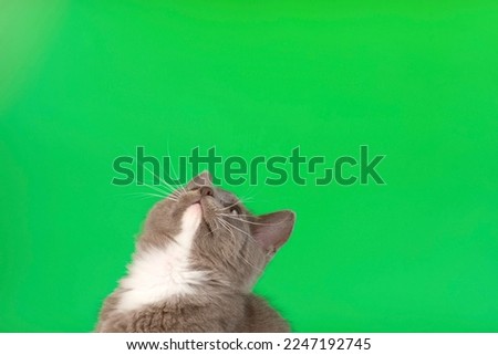 Small Cat Playing and Jumping Isolated on Green Screen Background. Baby Cat Sitting and Looking Up. Gray Kitten on Chroma Key Backdrop. Little Kitty Funny Video Footage. Pet Friendship. Close Up.