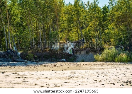 Trees growing on the sandy seashore. Plants that overcome the limitations of the environment.