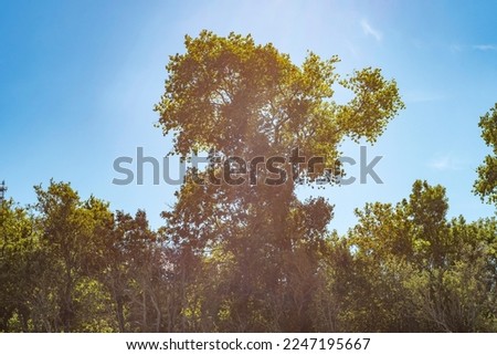 A tree lit by the bright summer sun surrounded by green bushes.