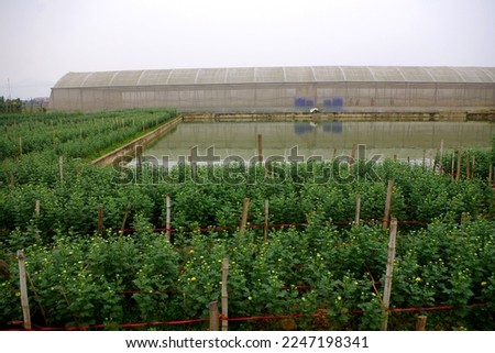 Flower farm: High quality beautiful pictures