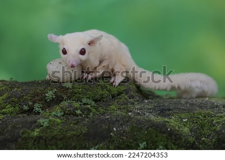 A young albino sugar glider is eating a rambutan fruit that has fallen to the ground. This mammal has the scientific name Petaurus breviceps.