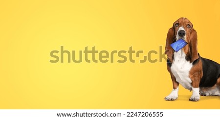 Cute domestic dog holding credit card