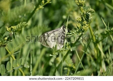 Clouded Apollo  (Parnassius mnemosyne) butterfly