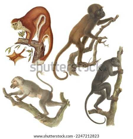 Botanical illustration of different types of monkeys, isolated on a white background