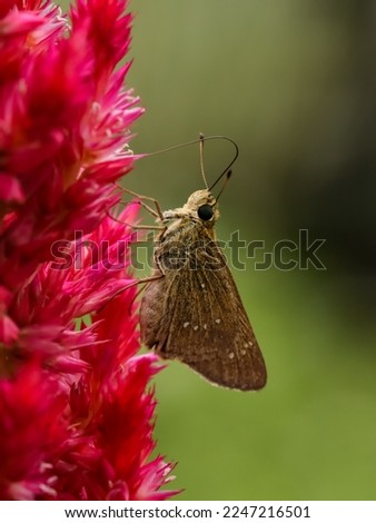 Skippers are a family of the Lepidoptera (moths and butterflies) named the Hesperiidae. Being diurnal, they are generally called butterflies. 