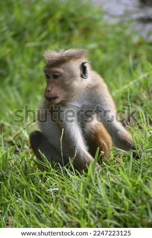 Sri Lankan Monkey Stock Footage