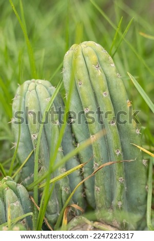 San pedro cactus plant, known as the species Echinopsis pachanoi (Britton Rose) Friedrich G.D.Rowley, belongs to the plant family Cactaceae. Royalty-Free Stock Photo #2247223317