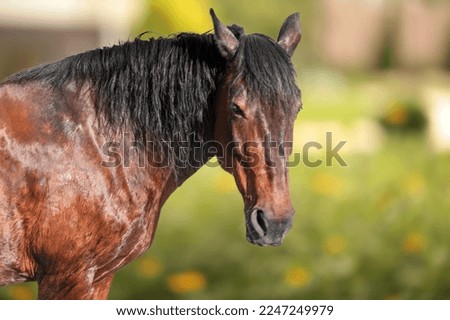 Beautiful young horse on outdoor background