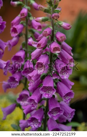 Flower of Digitalis Dalmation Purple - the foxglove or common foxglove Royalty-Free Stock Photo #2247252199