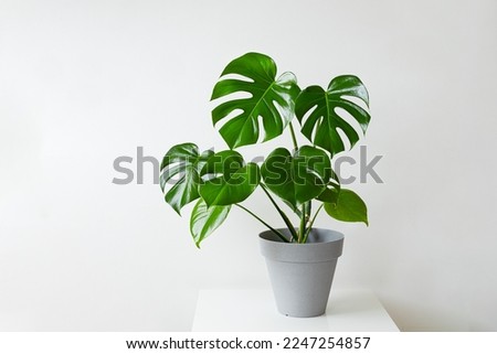 Monstera deliciosa or Swiss Cheese Plant in a gray flower pot on a white table, home gardening and connecting with nature Royalty-Free Stock Photo #2247254857