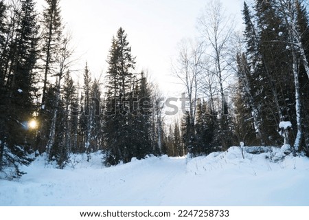 Winter, fabulous forest. Siberian taiga in winter.