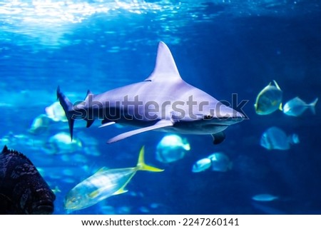 Shark in the water. Aquatic creature. Water world. Sea, ocean, lake and river fauna. Zoo and zoology. Nature and animal photography.