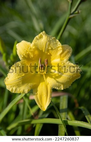 Hemerocallis 'Big Time Happy'  - fragrant, lemon yellow flowers Royalty-Free Stock Photo #2247260837