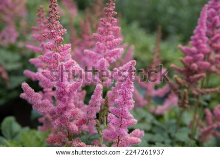 Astilbe chinensis 'Vision in Pink' - pink plumes with a dense and upright form Royalty-Free Stock Photo #2247261937