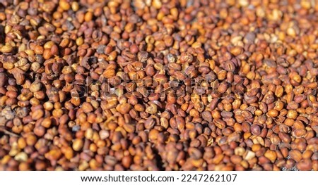 Roasted coffee bean pattern texture background. Raw food material.