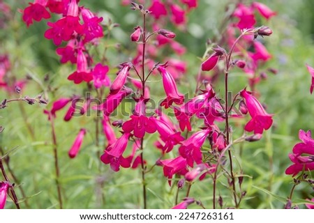 Penstemon 'Garnet' - bright pink flowers on green background Royalty-Free Stock Photo #2247263161