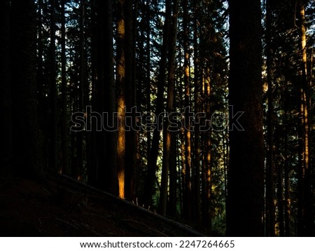 Dark forest with the warm sunlight shining through and the blue sky.