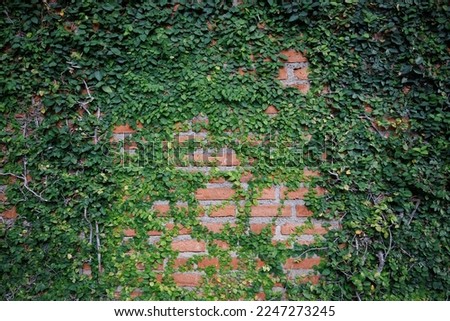 Green vine tree growth and climb on brick wall. Greenery plant wallpaper background. Royalty-Free Stock Photo #2247273245