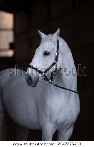 Beautiful gray horse on a black background