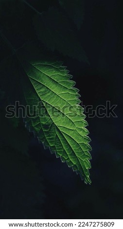 Beautiful green leaf with a bit of darkness