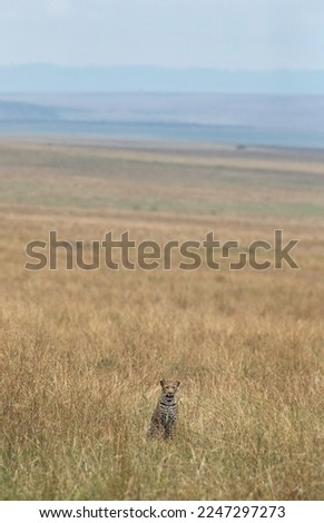 Broad view of Leopard in the savannah grassland , Masai Mara. 
