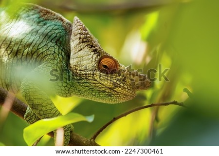 Parson's chameleon (Calumma parsonii) is a large endemic species of chameleon in the family Chamaeleonidae, male climbing on tree. Reserve Peyrieras Madagascar Exotic, Madagascar wildlife animal. Royalty-Free Stock Photo #2247300461