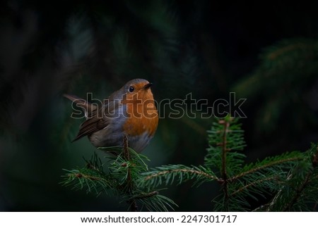 European Robin (Erithacus rubecula) on a branch in the forest of Noord Brabant in the Netherlands. Green background.  
