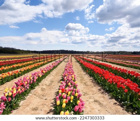 Beautiful image of rows of tulips in a field on a tulip farm on the North Fork of Long Island, NY