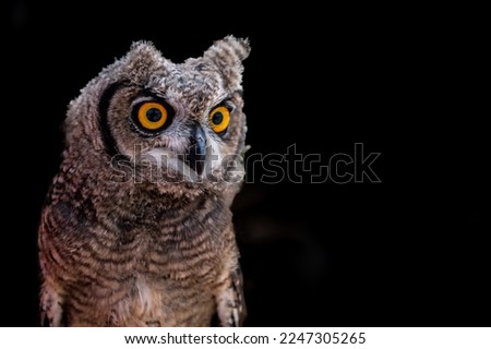 portrait of the African owl with a black background, low key photography, Spotted Eagle-Owl - Bubo africanus also called African spotted eagle-owl, studio photo, daylight