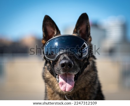 Police dog and his protection goggles Royalty-Free Stock Photo #2247312109
