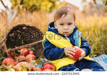 A small smiling boy in an apple orchard sits and holds an apple. Harvesting season
