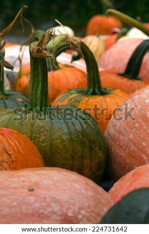 Pumpkins at outdoor market