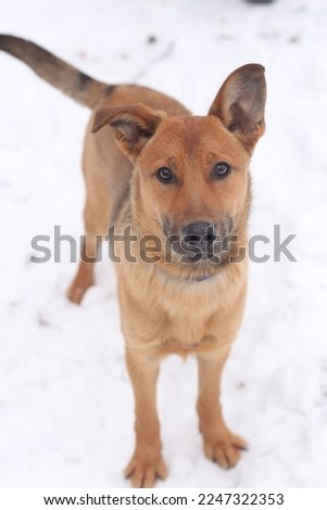fawn shepherd dog full body photo on snowy white background