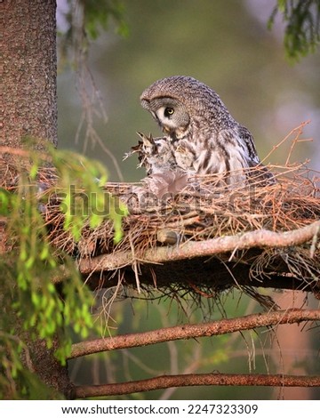 Great grey owl family - chick owlet swallowing prey bird