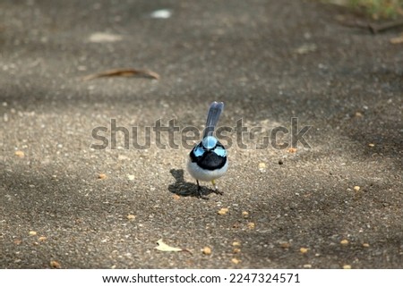 the superb fairy wren is looking for food on the ground