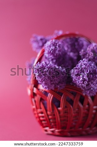 Selective Focuse photo of beautiful purple lilac flowers in a basket against viva magenta background. Spring minimalist background.