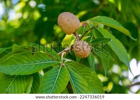 Leaves and fruit or seeds of the Ohio Buckeye Tree Royalty-Free Stock Photo #2247336019